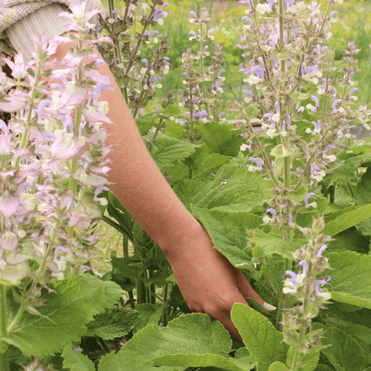 Clary Sage