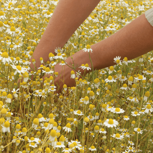 Chamomile