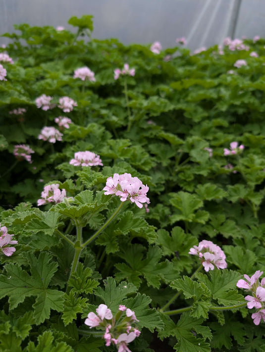 Geranium