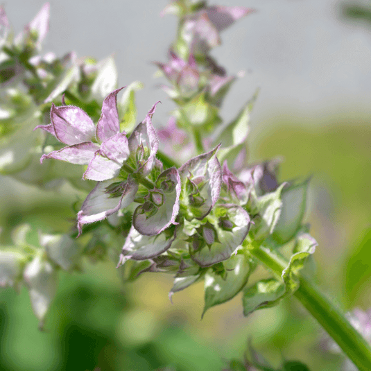 Clary Sage