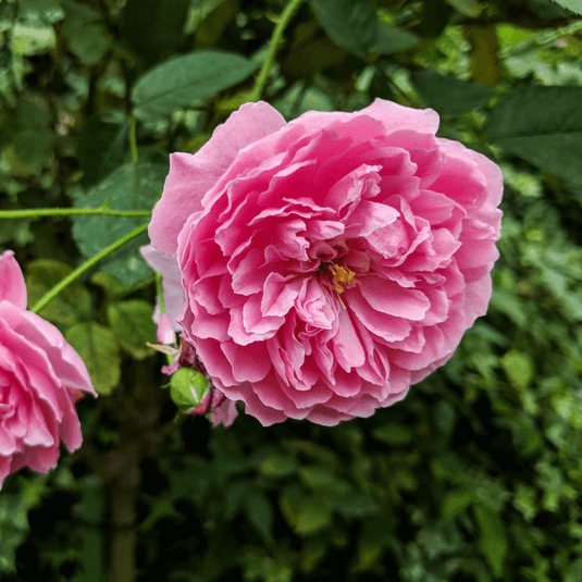 May Rose