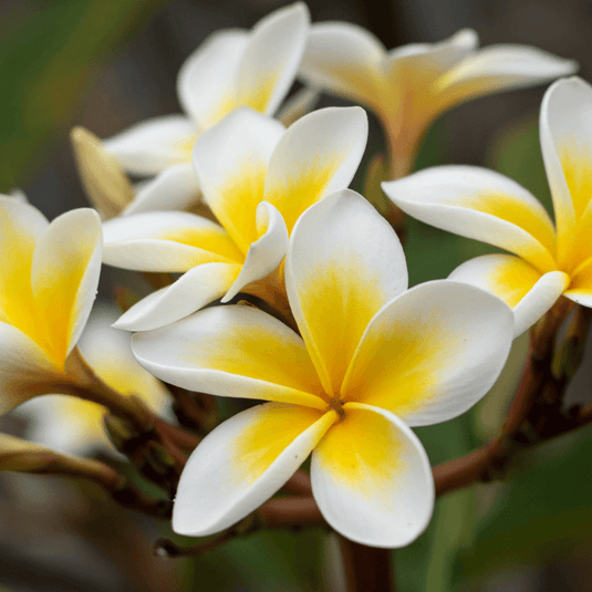 Frangipani