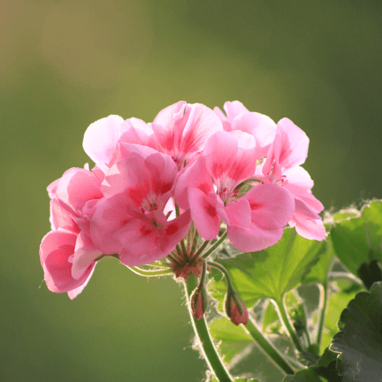 Geranium