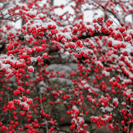 Autumn Berries